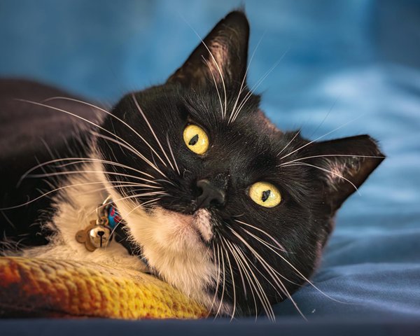 Hoe kan je energie besparen met slimme huisapparaten?